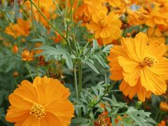 -永定河休闲森林公园