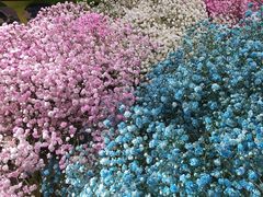 -双季花艺园艺市场(浦东店)