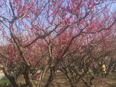 -共青国家森林公园-南大门停车场