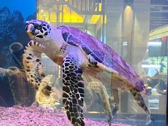 -海鼎荟海鲜姿造(晋江宝龙店)