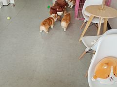 -汪说·狗咖(旺城大厦店)