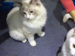 -喵的天空名猫咖啡馆·撸猫·猫舍·用品