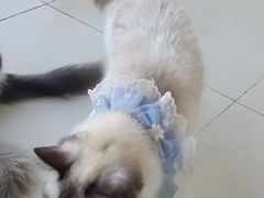 -怪兽屋·羊驼·猫咖·狗咖(俊华广场店)