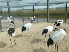 -盐城丹顶鹤湿地生态旅游区