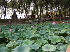 -洪湖生态旅游区