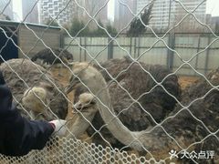 -长白岛森林公园