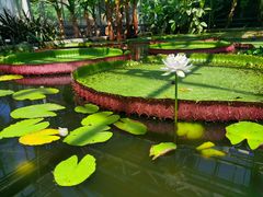 -北京植物园-展览温室