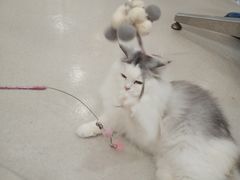 -共舞时光猫咖·狗咖(新街口店)