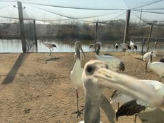 -盐城丹顶鹤湿地生态旅游区