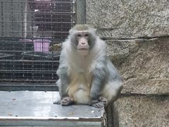 -黔灵山公园