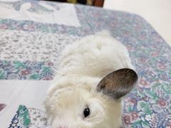 -瑞派·关忠动物医院·异宠专科·犬猫肿瘤·皮肤专科(望京店)