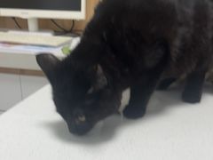 -瑞派长江宠物医院·猫科·外科·24小时夜护(谊城公寓分院)