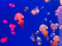 -长春中泰海洋世界