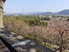 -香雪海