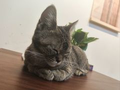 -楼上猫咖(罗湖店)