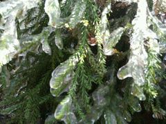 -江西阳明山国家森林公园