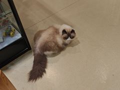 -藏猫猫咖啡主题馆(中央大道店)