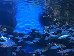 -华夏文旅海洋公园