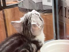 -袖虎·猫馆(体育西路店)