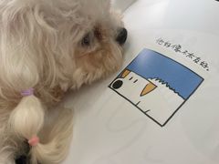 -汪说·狗咖·拼豆·宠物周边DIY(旺城大厦店)