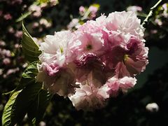 -高东镇樱花园