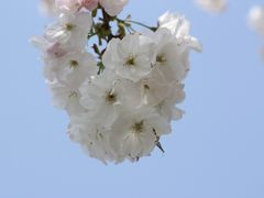 -顾村公园