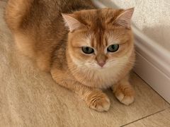 -爱派特动物医院·全科诊疗中心