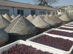 -苏州市吴中区光福窑上花果蜜饯厂