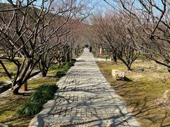 -香雪海