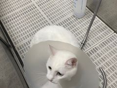-北京观赏动物医院·24小时大型综合·猫专科·异宠专科