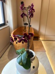 -WENDY·温迪皮肤管理