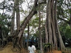 -瑞丽独树成林风景区