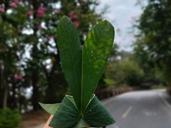 -广州市流溪河国家森林公园