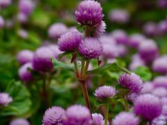 -徐家汇源景区-衡山公园