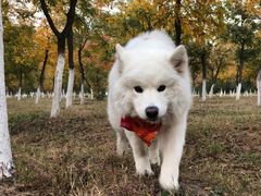 -北京京卫宠物寄养训练中心