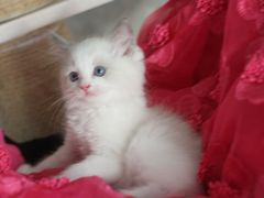 -Bastet sally猫舍购宠(静安店)