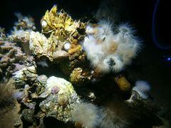 -瑞普利水族馆