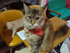 -猫色咖啡·猫咖