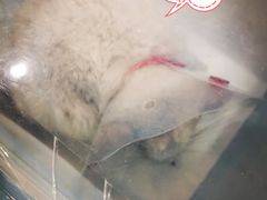 -萌兽医馆·眼科·异宠专科(三里屯店)
