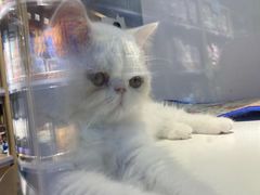 -龟与熊猫宠物公园(南坪店)