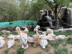 -北京野生动物园