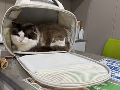 -四月宠物医院·猫专科·心脏专科·内科(转塘店)