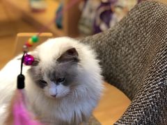 -Pets First伊珊娜洗护·精致美容·家庭式寄养(新会路店)