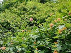 -攀枝花公园