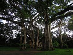 -瑞丽独树成林风景区