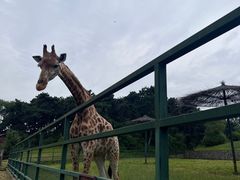 -沈阳森林动物园