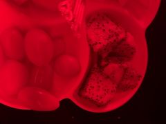 -Orangutan Bunker猩猩地堡酒吧(兰桂坊店)