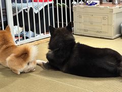 -逗柴咖啡屋·狗咖猫咖宠物桌游