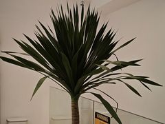 -Line 咖啡(石厦花园店)