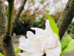 -船政文化景区-罗星塔公园